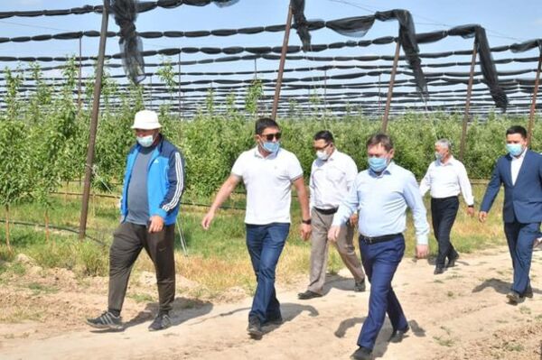 Алтынтөбедегі бау-бақша
