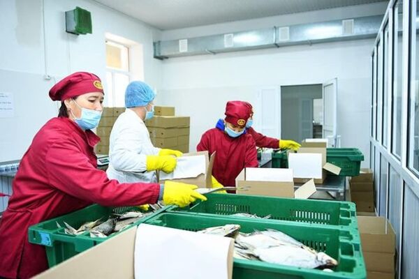В Шымкенте функционирует 161 предприятие пищевой промышленности