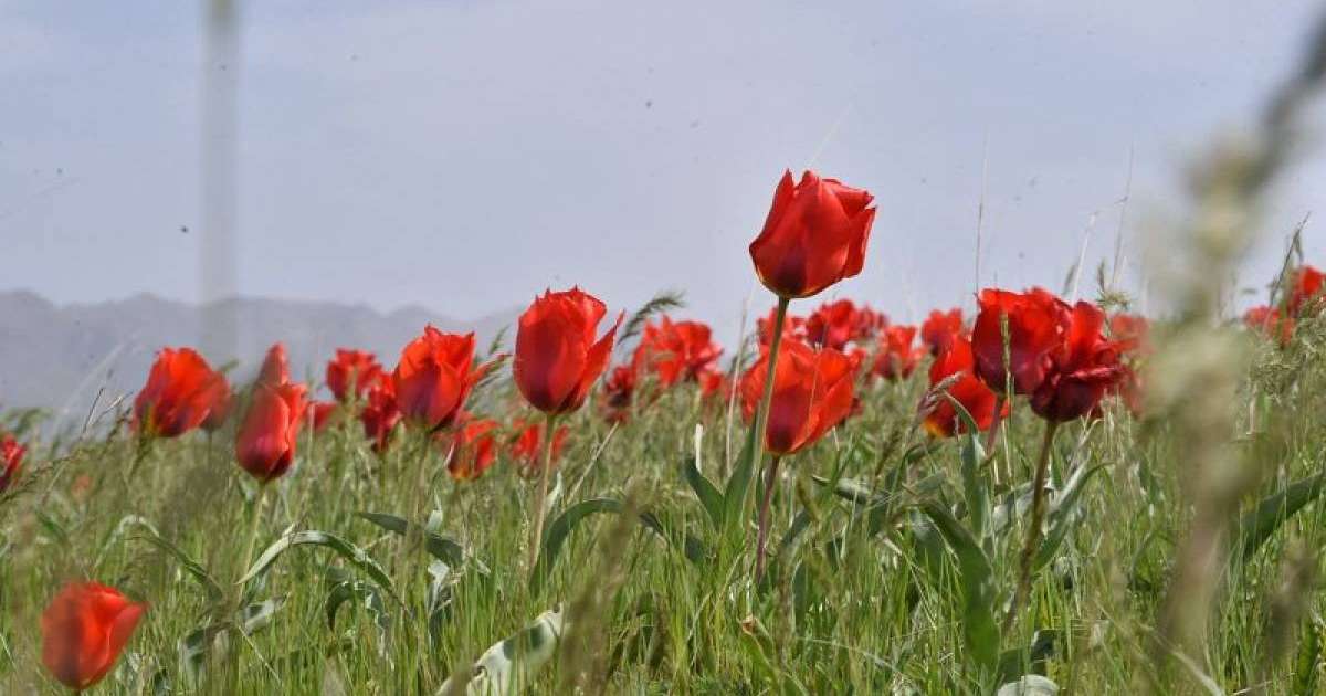 Джинни Уизли порно видео