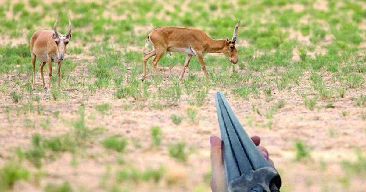 Пикап суретшілері - алаяқтар