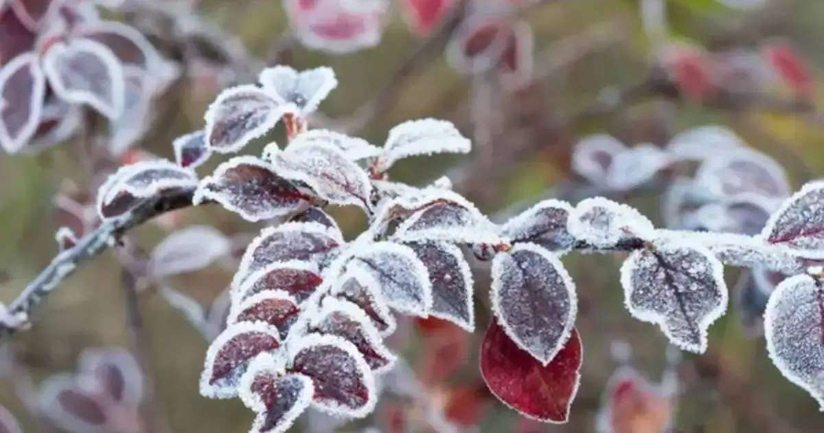 Қызыл телпек порно