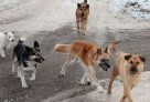 Қараусыз жүретін иттерді өлтіруге рұқсат берілуі мүмкін