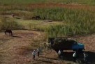 Жамбыл облысында 19 мың гектар аумақта қарасора өседі