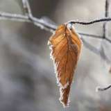 Күздің соңғы күні жаңбыр жауып, үсік жүреді