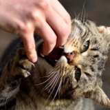 Қаңғыбас мысық тістеп алған маңғыстаулық тұрғын көз жұмды