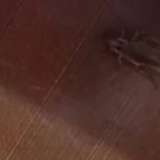 Алматыда тарақан қаптап кеткен балабақша тексеріліп жатыр