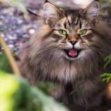 Маңғыстауда мысық тырнап алған адам құтырудан көз жұмды