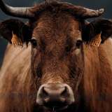 Алматы облысының әкімдігі сібір жарасы көмілген орынға қатысты жағдайды түсіндірді