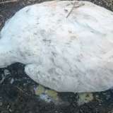 Павлодарда үй құстарының неден қырылғаны анықталмай отыр