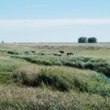 Құны 300 млн теңге тұратын жер заңсыз сатылып кеткен