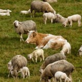 Қасапшыдан қашып кеткен сиыр қойларды паналапты