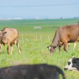 Үкімет көшпелі мал шаруашылығын дамытуға мән бермек