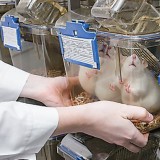 Үкімет: еліміз аймақтағы фармацевтикалық хаб болуға ниетті