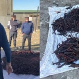 Түркістанда Қызыл кітапқа енген 100 келі сирек өсімдік тоналды