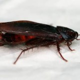 Тарақандарға қатысты видеодан кейін Алматыдағы балабақша жабылды