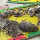 "Жинап, өртеп жатыр". Атырауда тышқан қаптап, мектептер мен балабақшалар жабылды