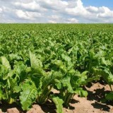 Қарашөкеев Жамбыл облысына тартылған 4 трлн-ға жуық инвестицияның құрамын атап көрсетті