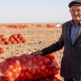 Жамбыл облысы пияз экспортынан көш бастады