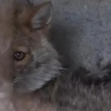 Солтүстік Қазақстанда түлкі баланы қауып алды