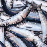 Бурабайда балық аулағандар сотталды