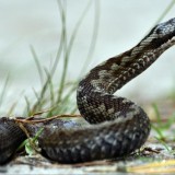 Сұмдық жағдай! Ер адам кобрамен бәстесіп, 56 мың теңге үшін жанын қиған