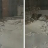 Ақмола облысында құтырған түлкілер адамдарға шауып жатыр