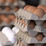 Қазақстанға тауық жұмыртқасын әкелуге тыйым салынды