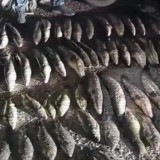 640 келі балық аулаған браконьерлер сотталды