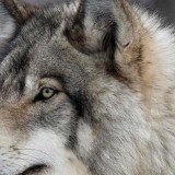 2026 жылы қасқыр мен шибөріге бақылау күшейеді