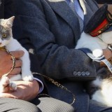 Күтпеген жаңалық: Жапонияда енді теміржол станциясын мысық басқарады (ВИДЕО)