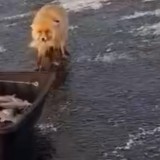 Астана маңында балықшылардың олжасына көз тіккен түлкі желі қолданушыларын күлдірді