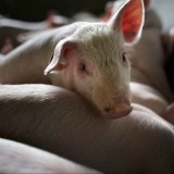 Ер адам 17 жастағы қызды өзінің шошқаларына жем қылып, 23 жылға сотталды (ФОТО)