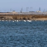 Маңғыстауда теңіз жағалауынан аққулардың өлексесі табылды