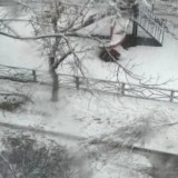 Үстіне ағаш құлап көз жұмған бала. Оқиғаға қатысты тың деректер шықты