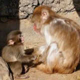 Анасынан айрылып, жалғыз қалған кішкентай маймылдың тағдыры адам сенгісіз жағдайға ұласты (ВИДЕО)