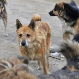 52 жастағы әйелді он ит талап тастаған