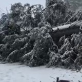 Алматыда дауыл салдарынан Шымбұлақта алып ағаш құлады