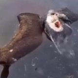 Атыраудағы қорық маңында мал қырылды