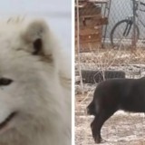 Ақтөбеде оқушыны қараусыз иттер талап тастады