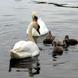 Ақтау жағалауында өлі аққулар табылды