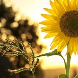 Алдағы күндері 32 градусқа дейін ыстық болады