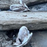 Маңғыстауда аққулардың қырылуы: экологтар зерттеу нәтижелерін жариялады