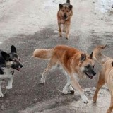 Қараусыз жүретін иттерді өлтіруге рұқсат берілуі мүмкін