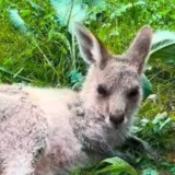 Қазақстандықтар кенгурудың төліне есім ұсына алады