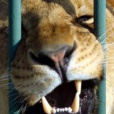 Семейде тұрғындар арыстандарға тас лақтырған: Полиция тексеріс бастады