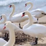 Каспий жағалауынан табылған аққу өлекселеріне қатысты түсініктеме жарияланды