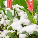 Алдағы күндері қар жауып, аяз болады