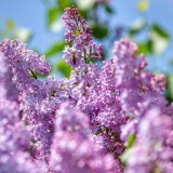 Енді cирень бұтағын жұлғандар 216 мың теңге айыппұл төлейді