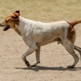 Шымкент әуежайында ұшақ итті қағып кетті