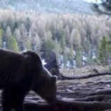 Катонқарағайда аюлар қысқы ұйқысынан оянды